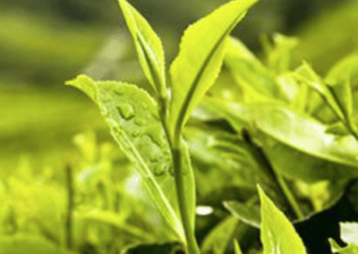GREEN TEA Composition, How to use it in your perfumes?