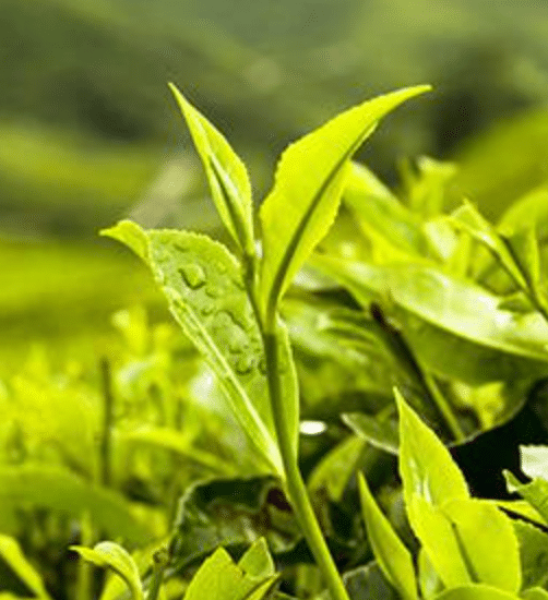 Composition Green Tea