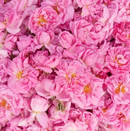 ROSE Composition, How to use it in your perfumes?