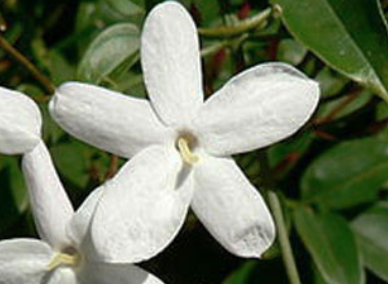 JASMIN Composition, How to use it in your perfumes?