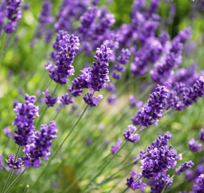 Compose with Lavender composition / play on contrasts